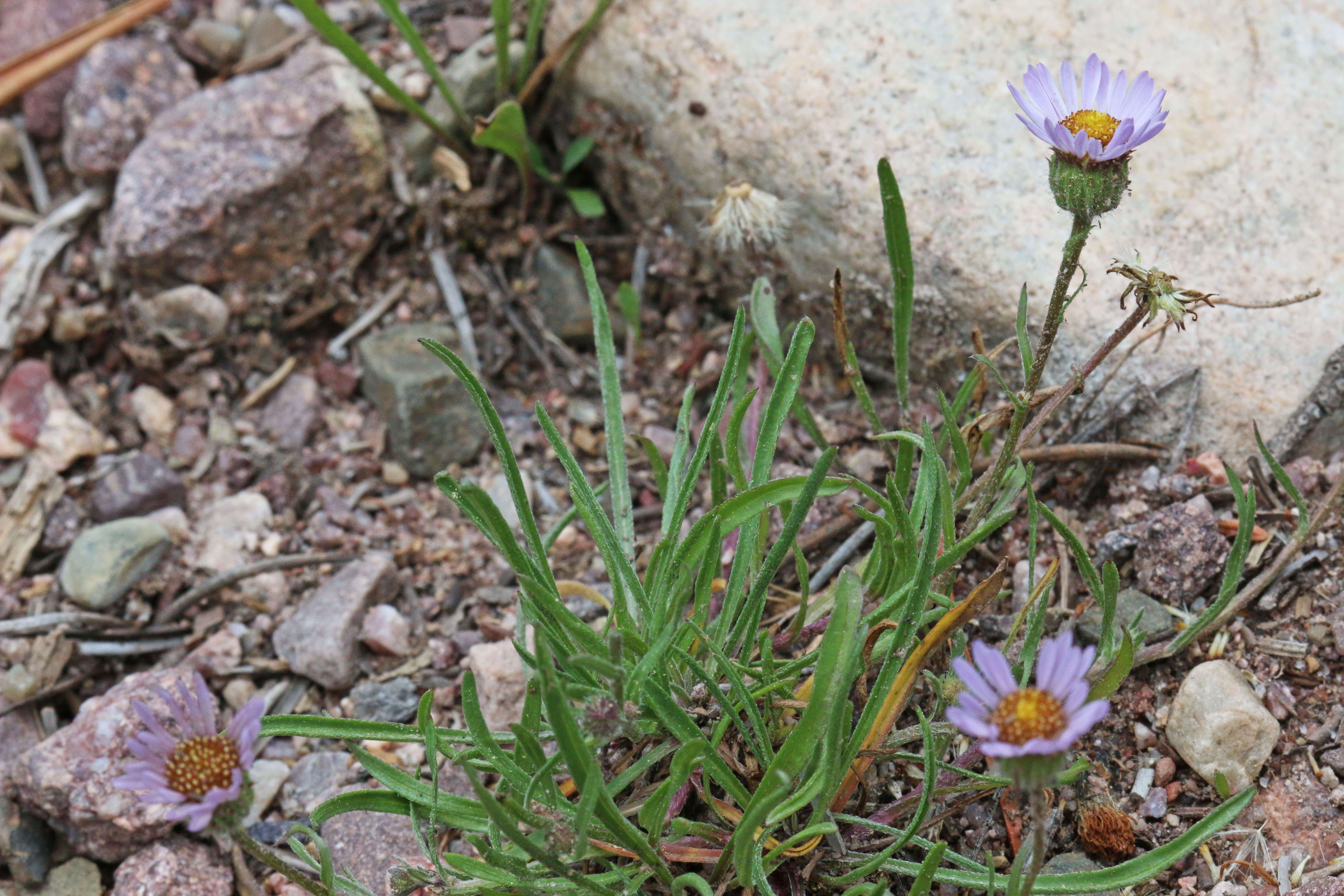 Image de Erigeron eatonii A. Gray