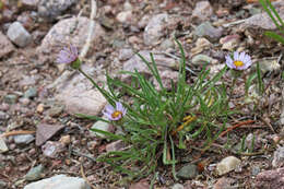 Image de Erigeron eatonii A. Gray