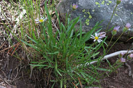 Image de Erigeron eatonii A. Gray