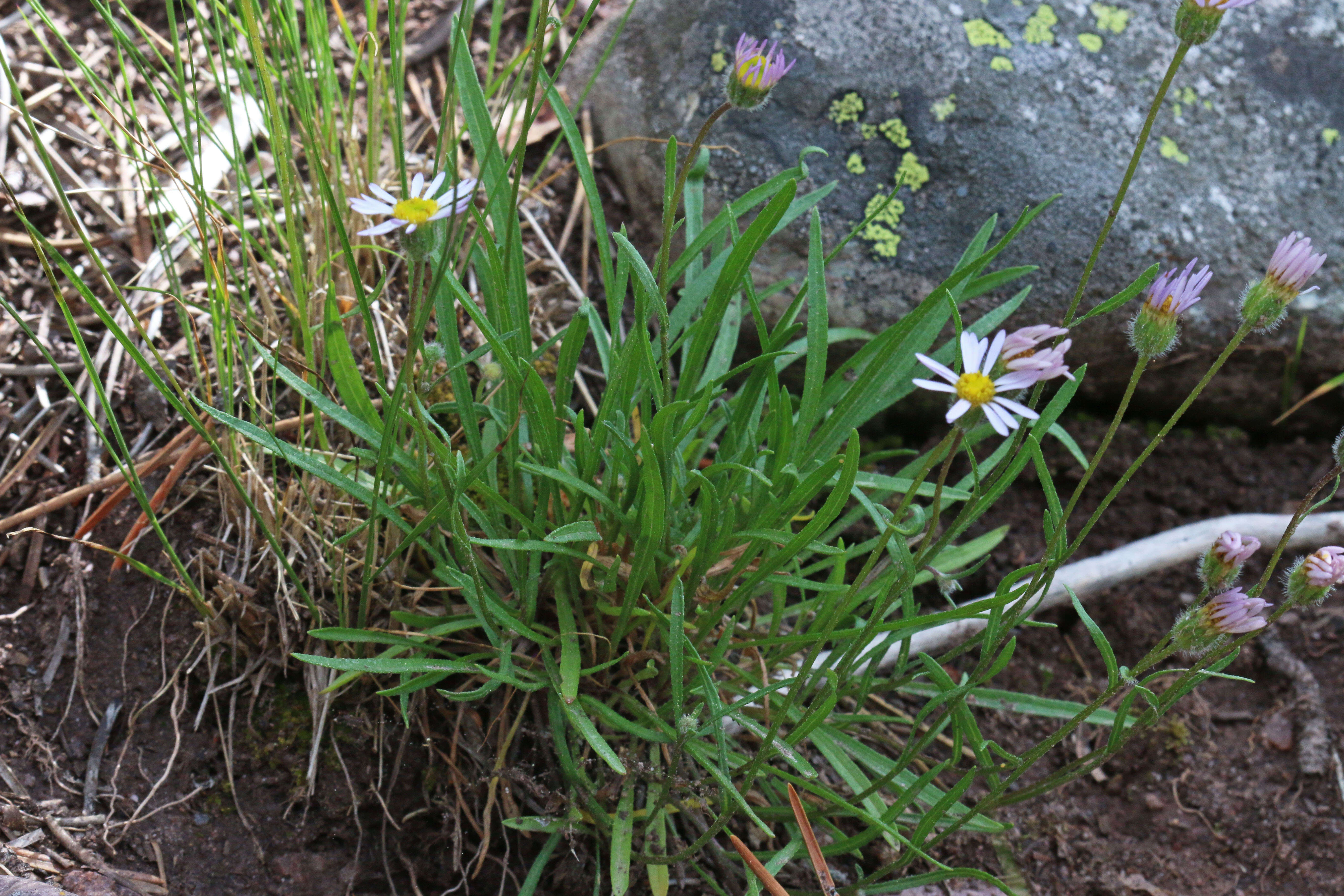 Image de Erigeron eatonii A. Gray