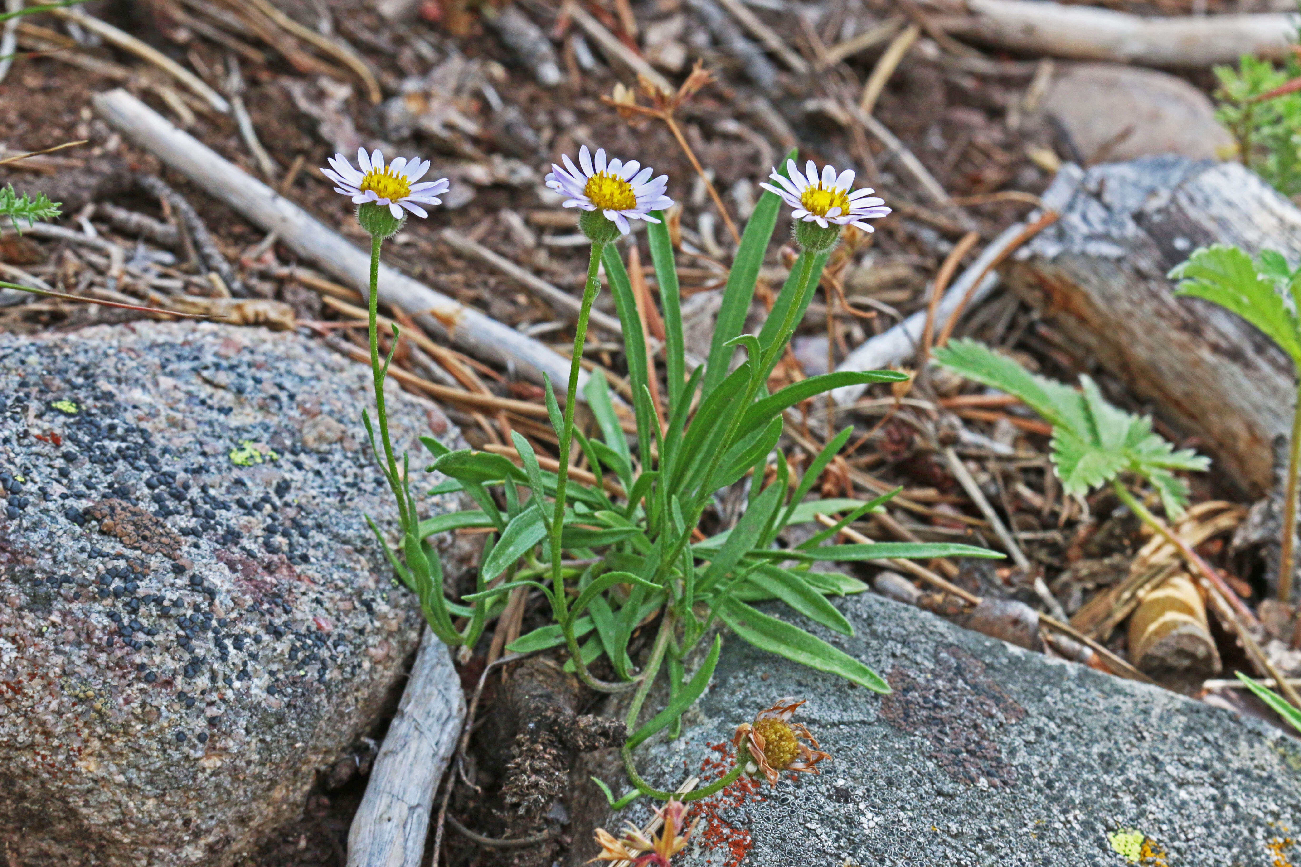 Image de Erigeron eatonii A. Gray