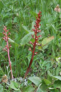 Image of Spotted coralroot