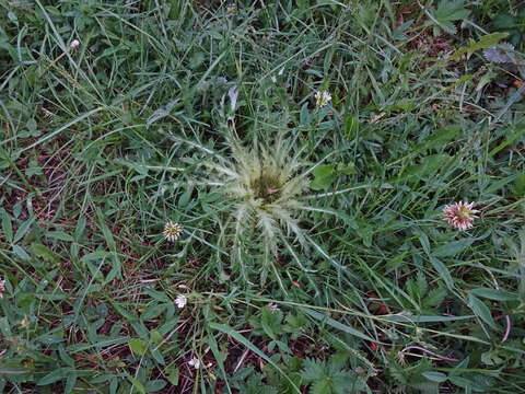 Image of meadow thistle