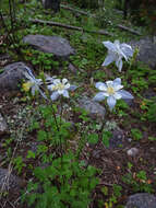 Image of Colorado blue columbine