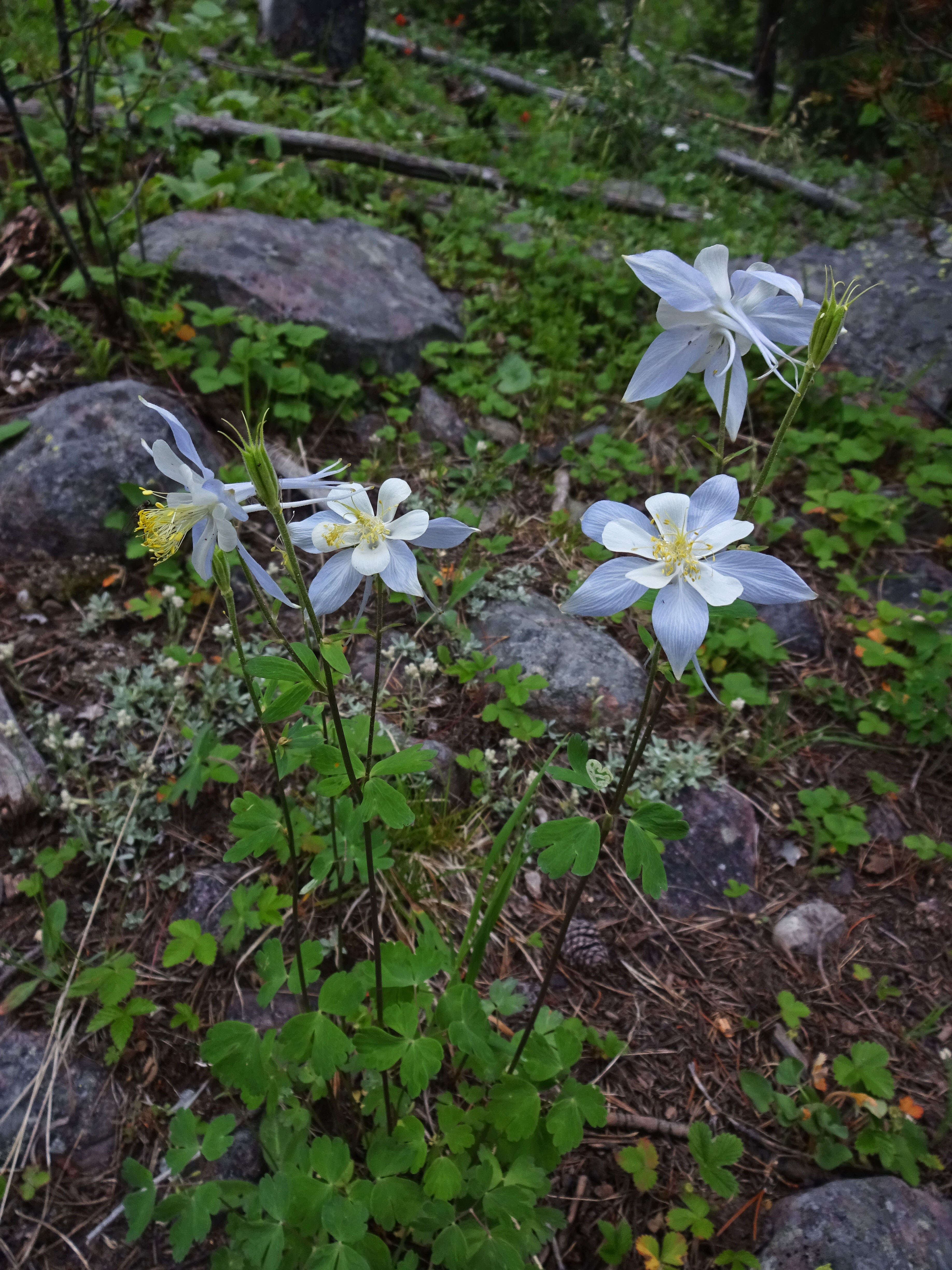 Image of Colorado blue columbine