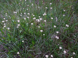 Imagem de Antennaria parvifolia Nutt.