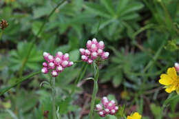 Image of littleleaf pussytoes