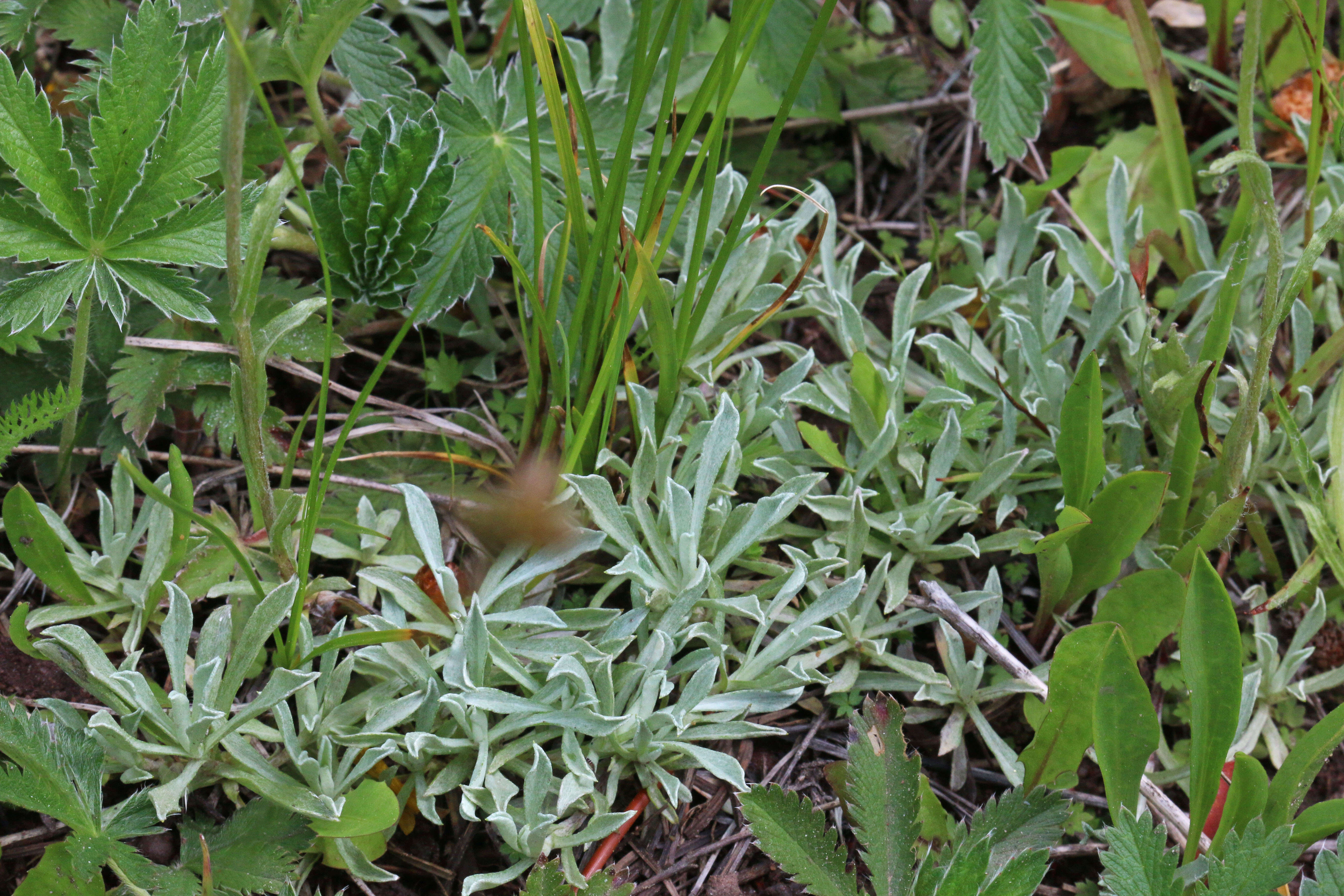 Image of littleleaf pussytoes
