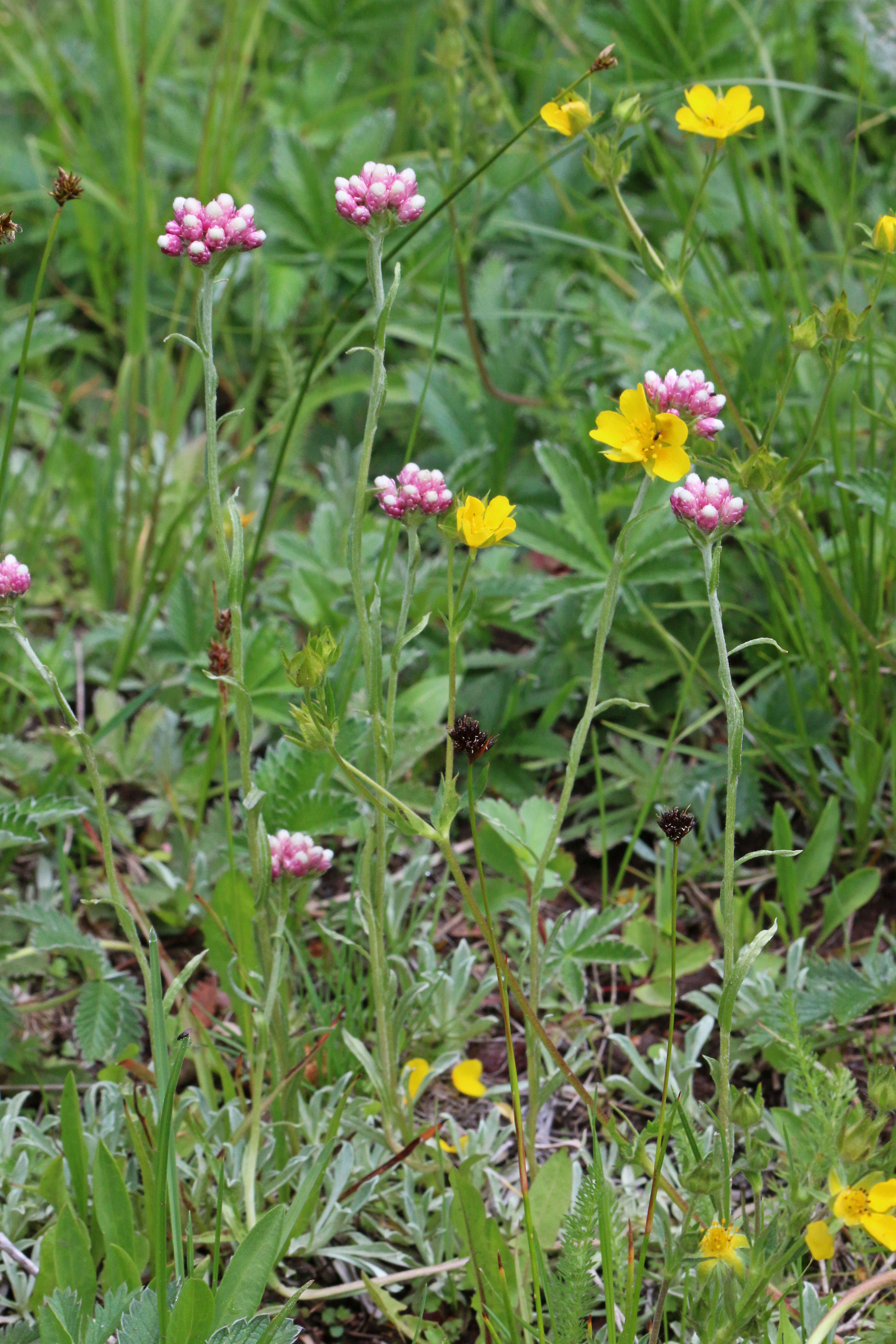 Image of littleleaf pussytoes