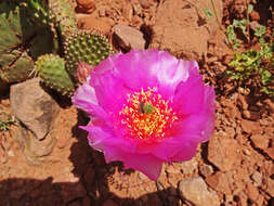 Image of Bulrush Canyon Prickly-pear