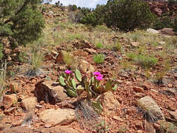 Image of Bulrush Canyon Prickly-pear