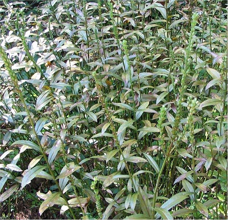 Image of obedient plant