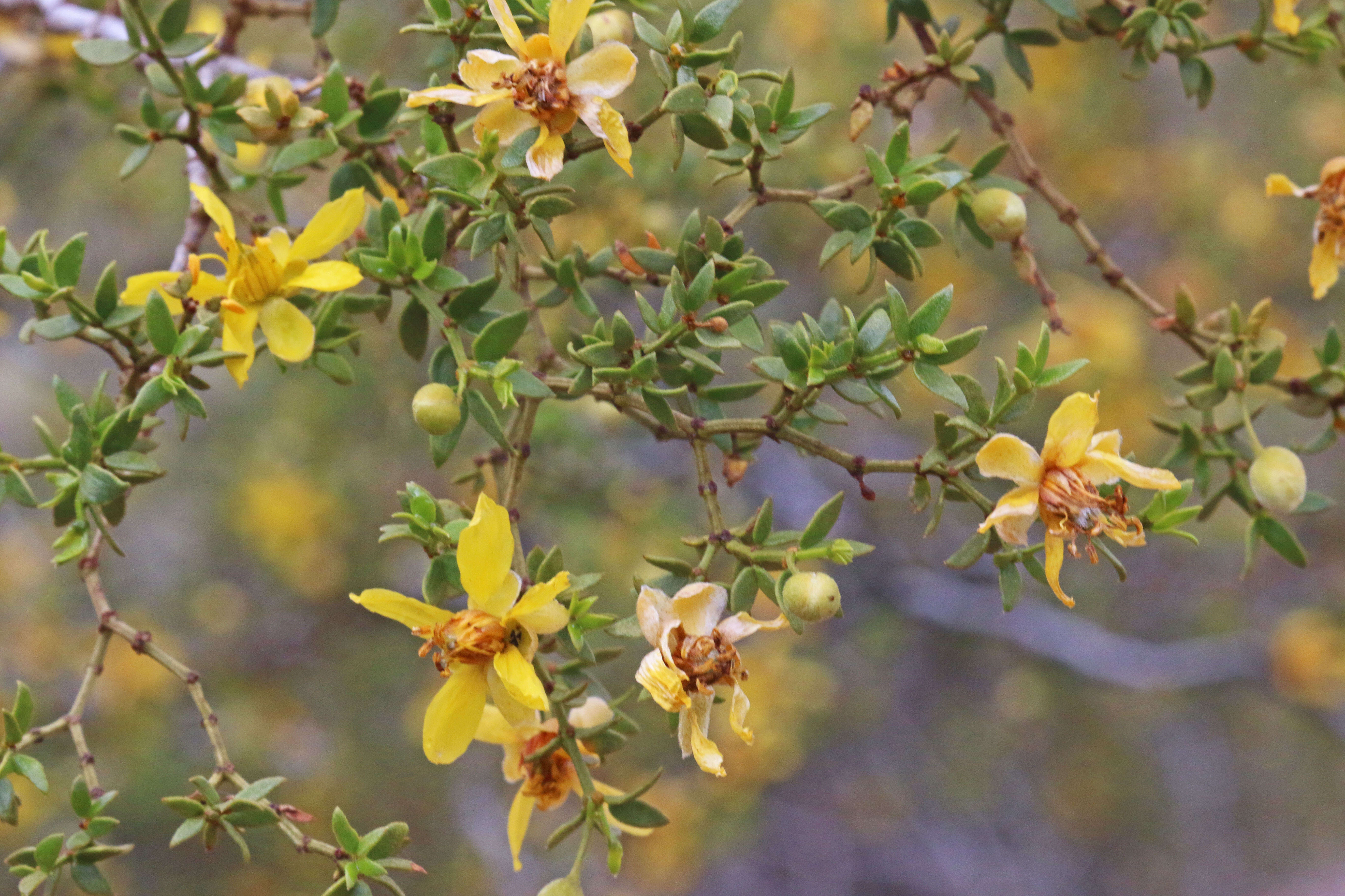 Image de Larrea tridentata (Sesse & Moc. ex DC.) Coult.