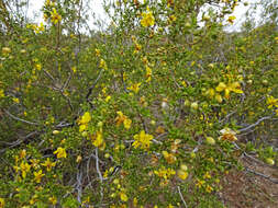 Image of creosote bush