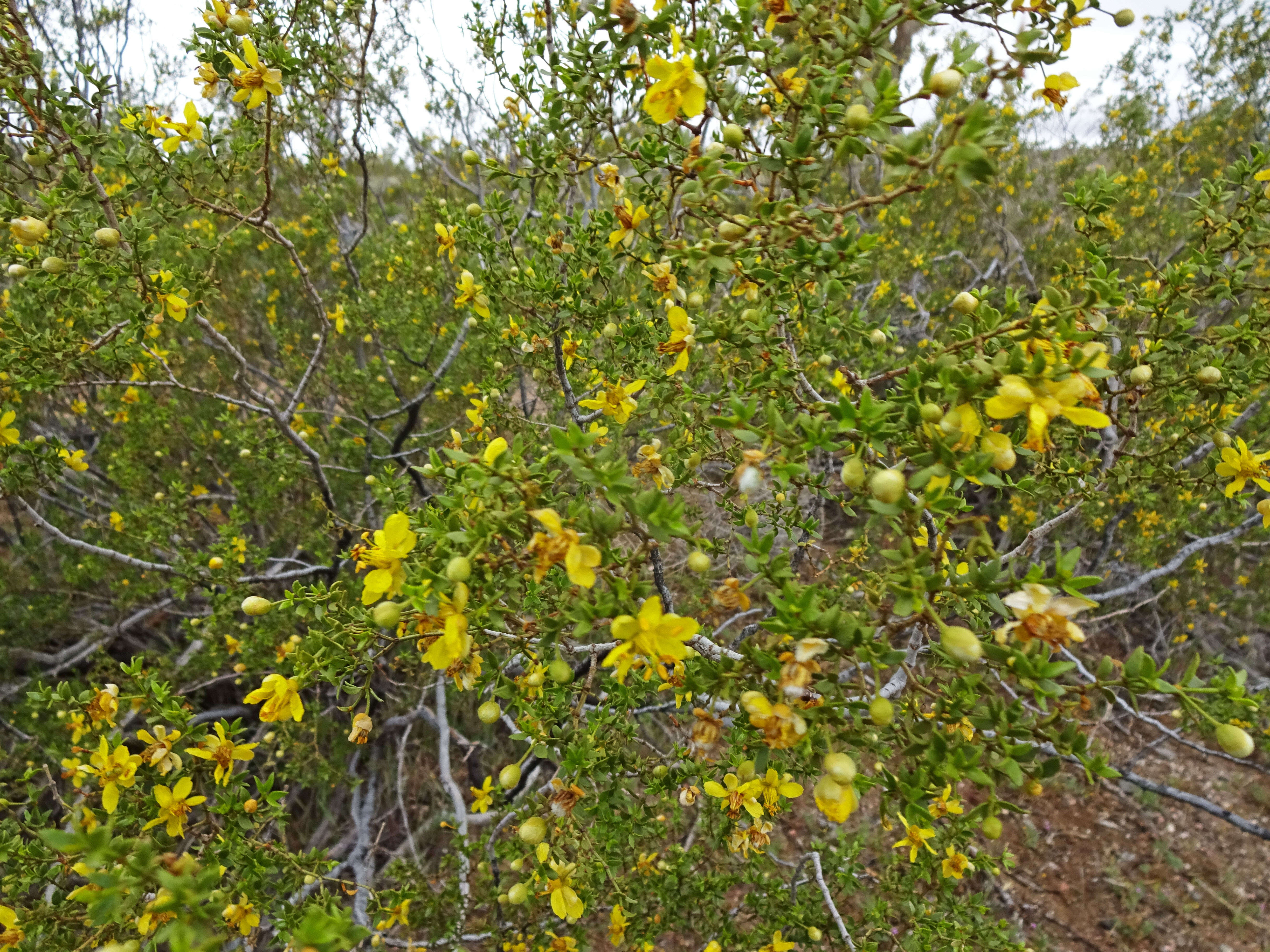 Image of creosote bush