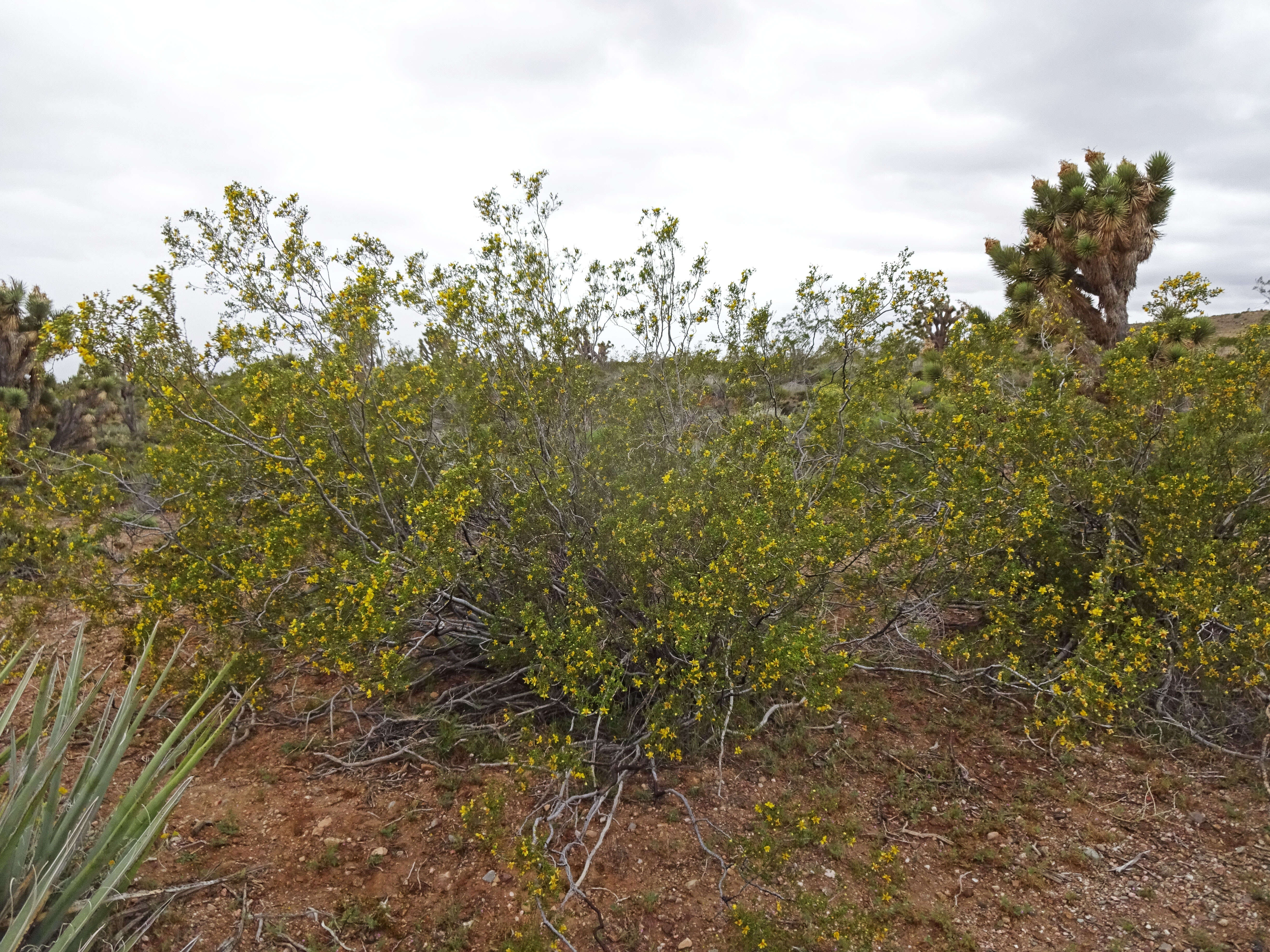 Image de Larrea tridentata (Sesse & Moc. ex DC.) Coult.