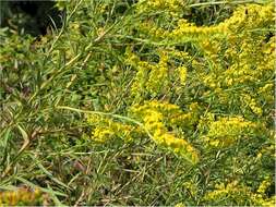 Image of seaside goldenrod