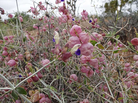 Imagem de Scutellaria mexicana (Torr.) A. J. Paton