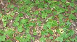 Image of Heartleaved foamflower