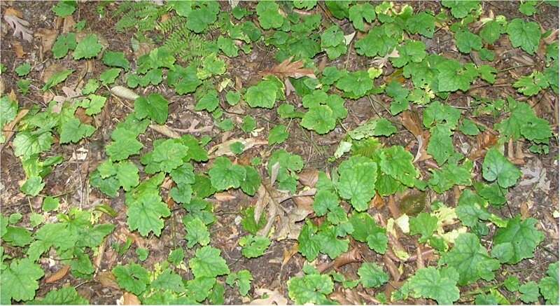 Image of Heartleaved foamflower