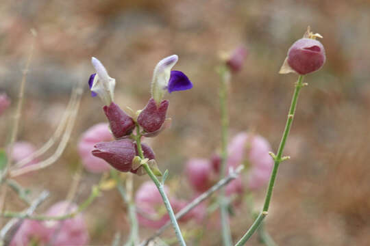 Imagem de Scutellaria mexicana (Torr.) A. J. Paton