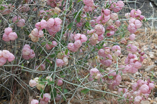 Imagem de Scutellaria mexicana (Torr.) A. J. Paton