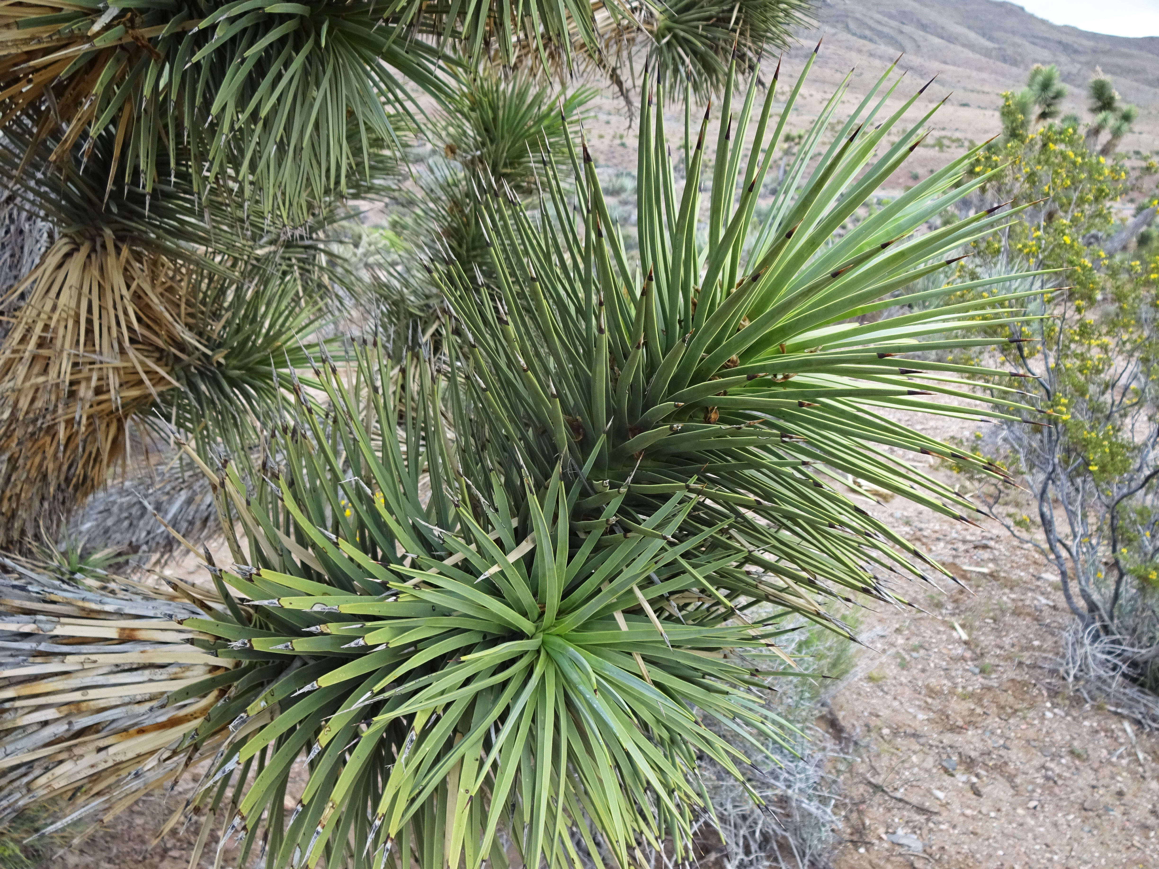 Image of Joshua tree