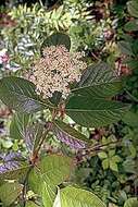 Image of possumhaw