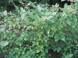 Image of possumhaw