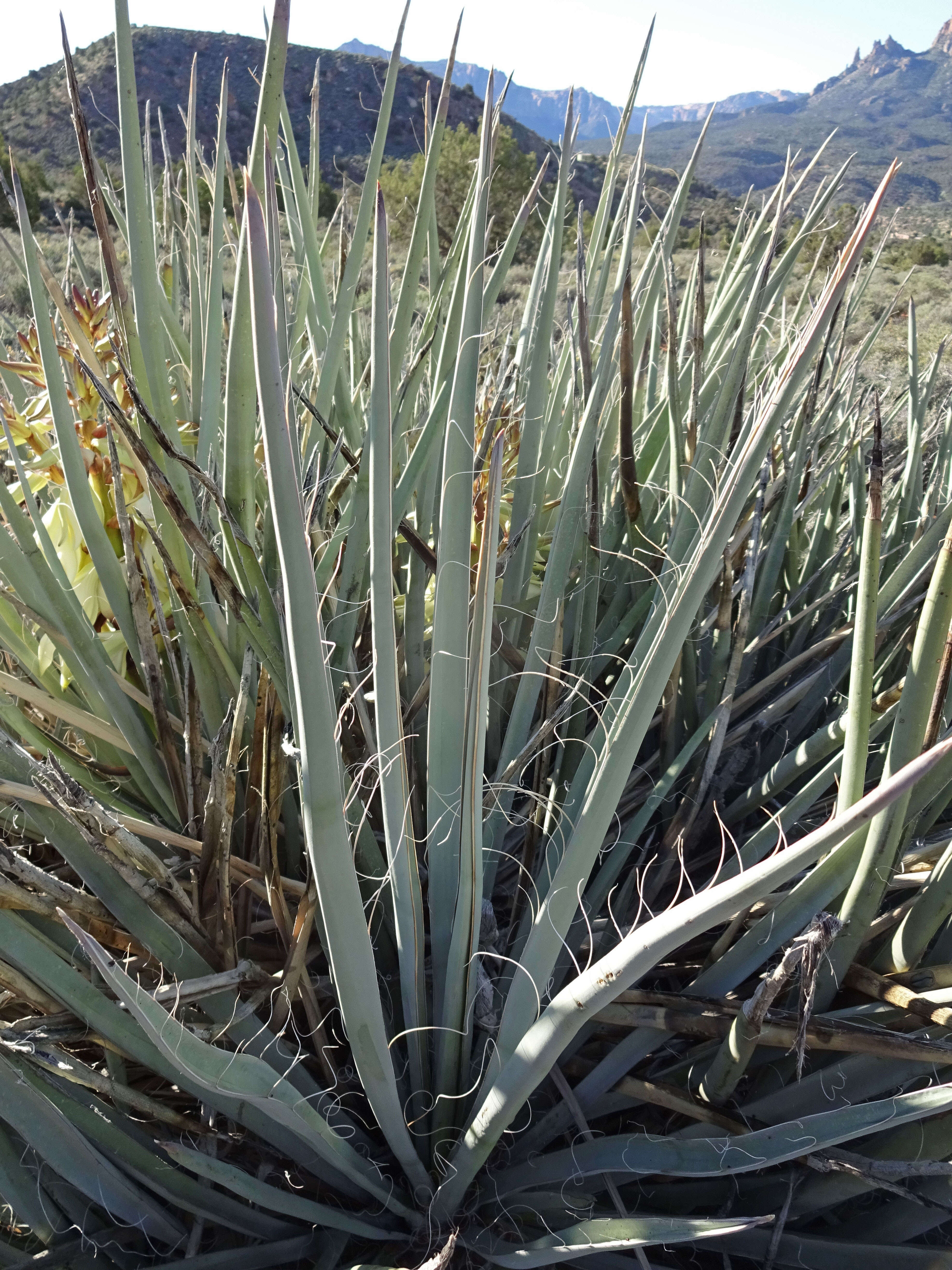 Yucca baccata Torr. resmi