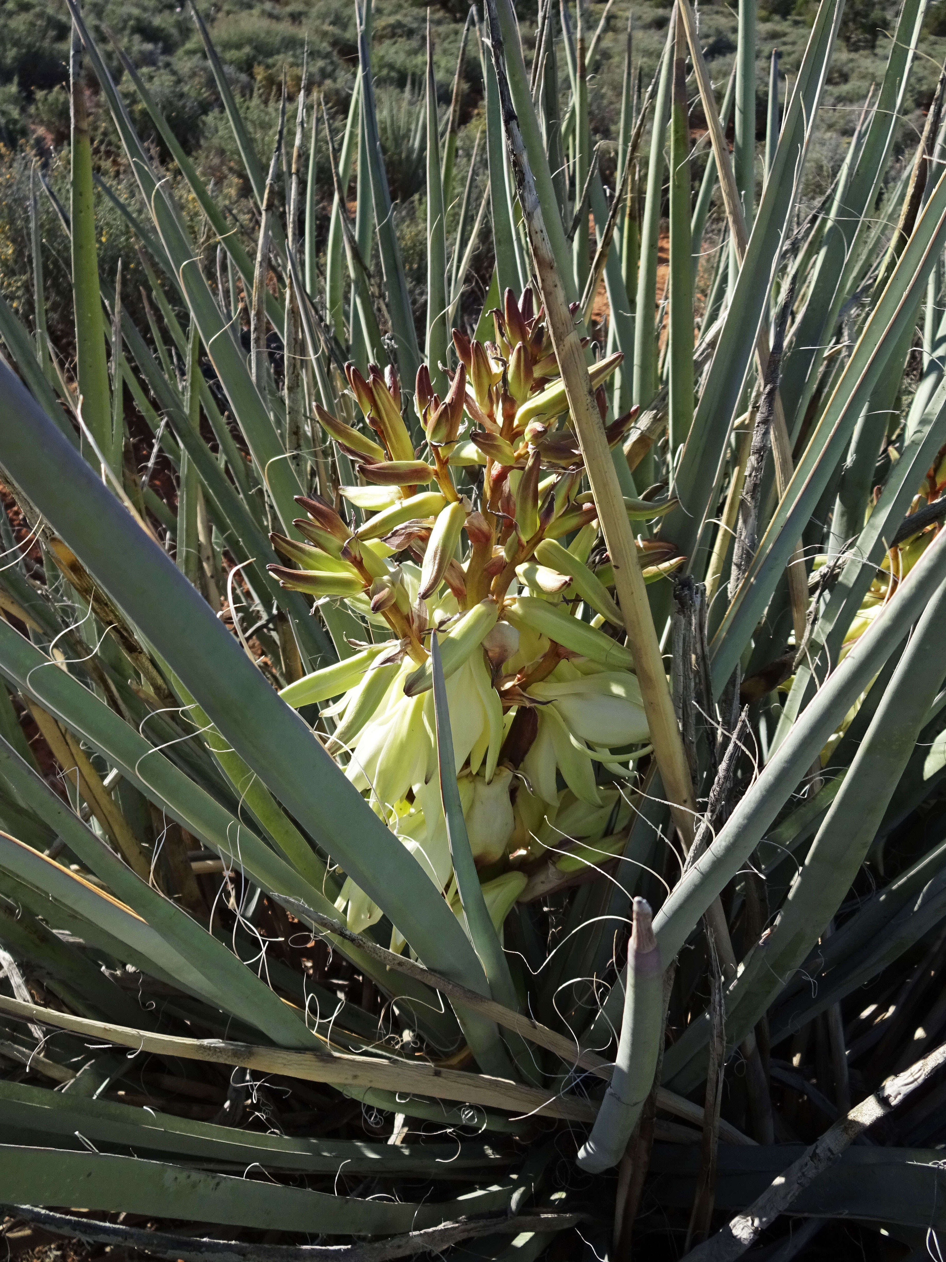 Yucca baccata Torr. resmi