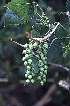 Image of eastern cottonwood