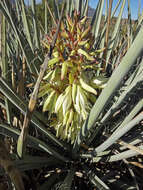 Yucca baccata Torr. resmi