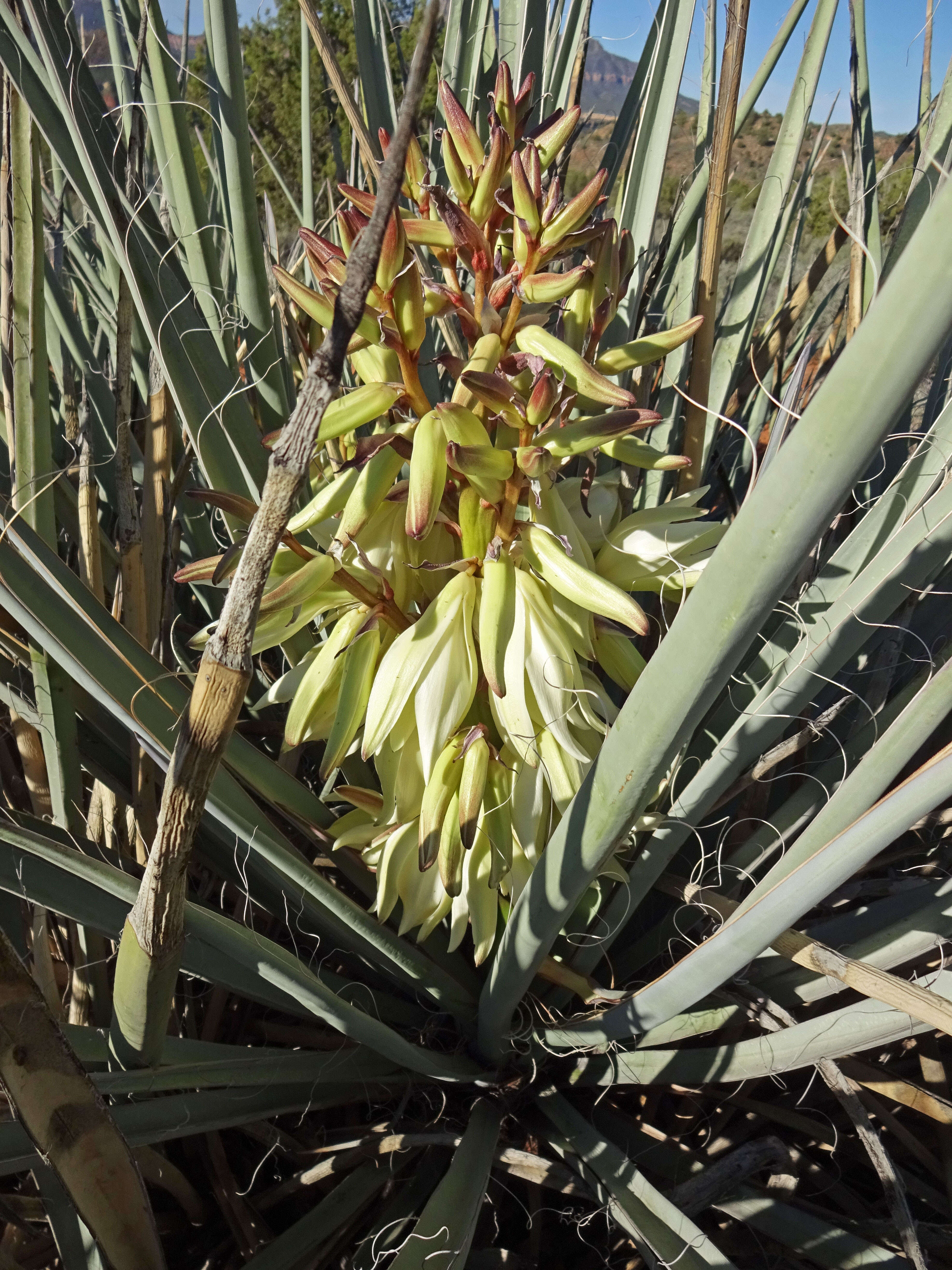 Yucca baccata Torr. resmi