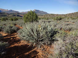 Yucca baccata Torr. resmi