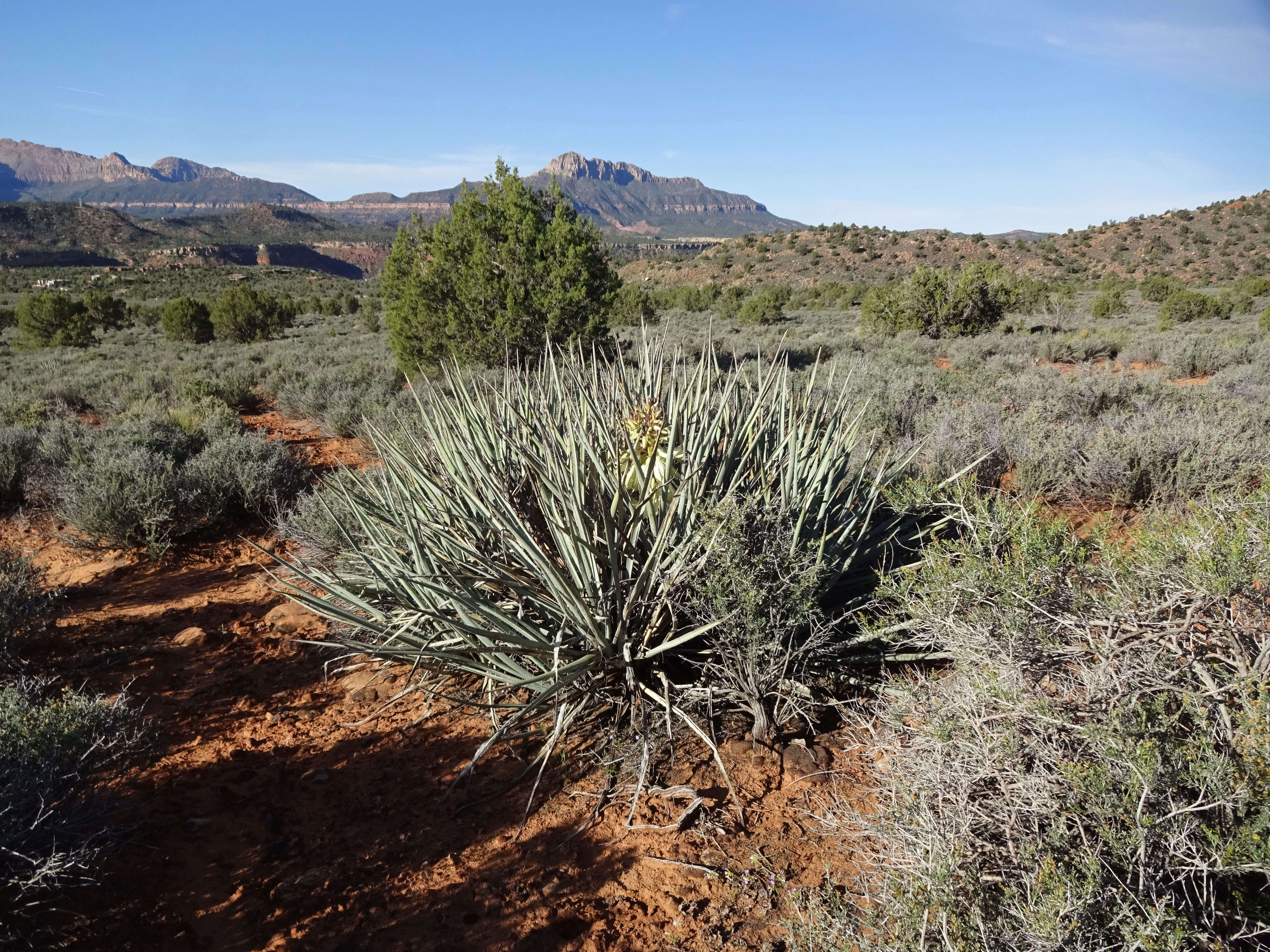 Imagem de Yucca baccata Torr.