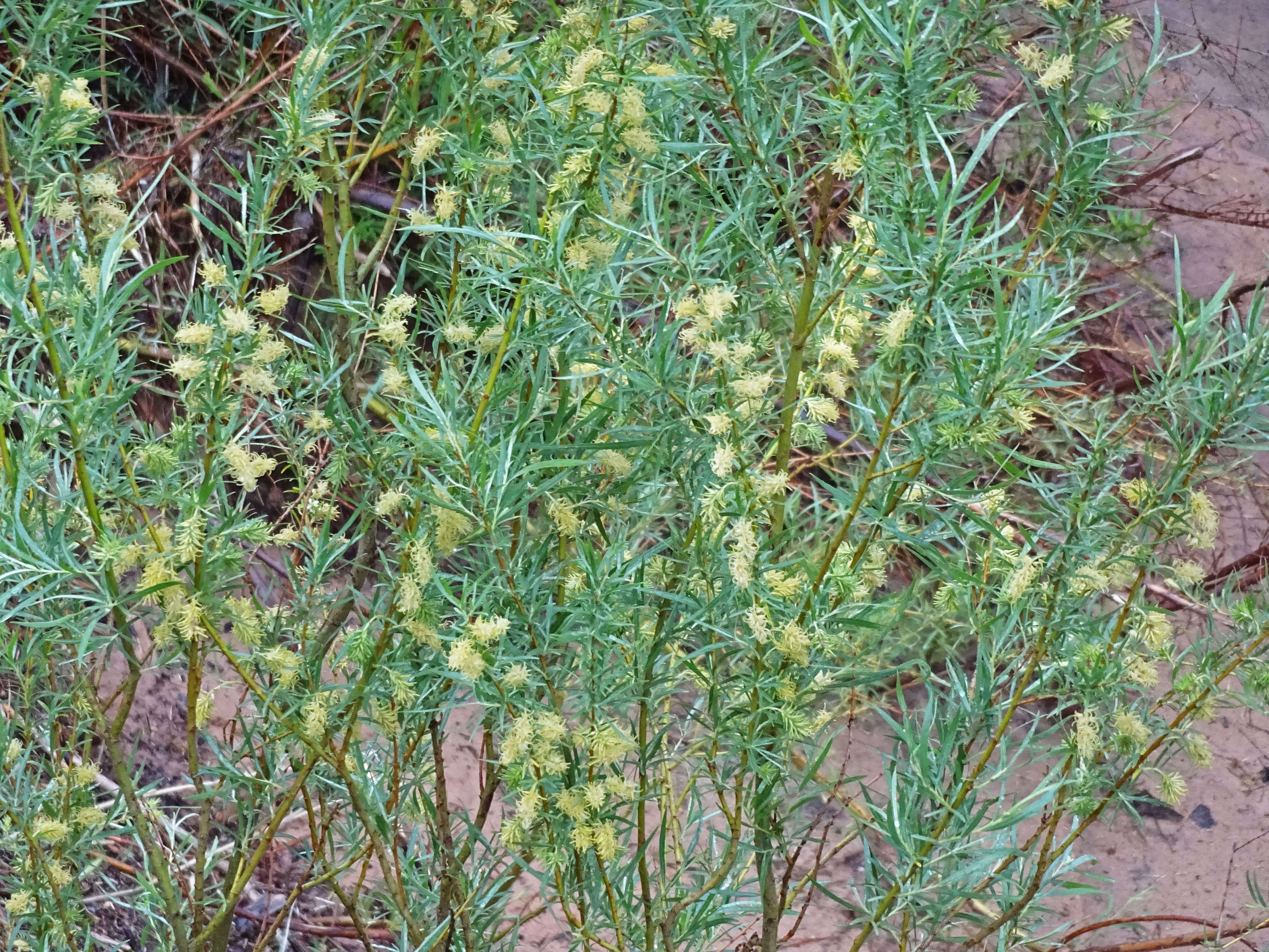 Image of narrowleaf willow