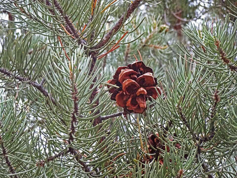 Image of singleleaf pinyon