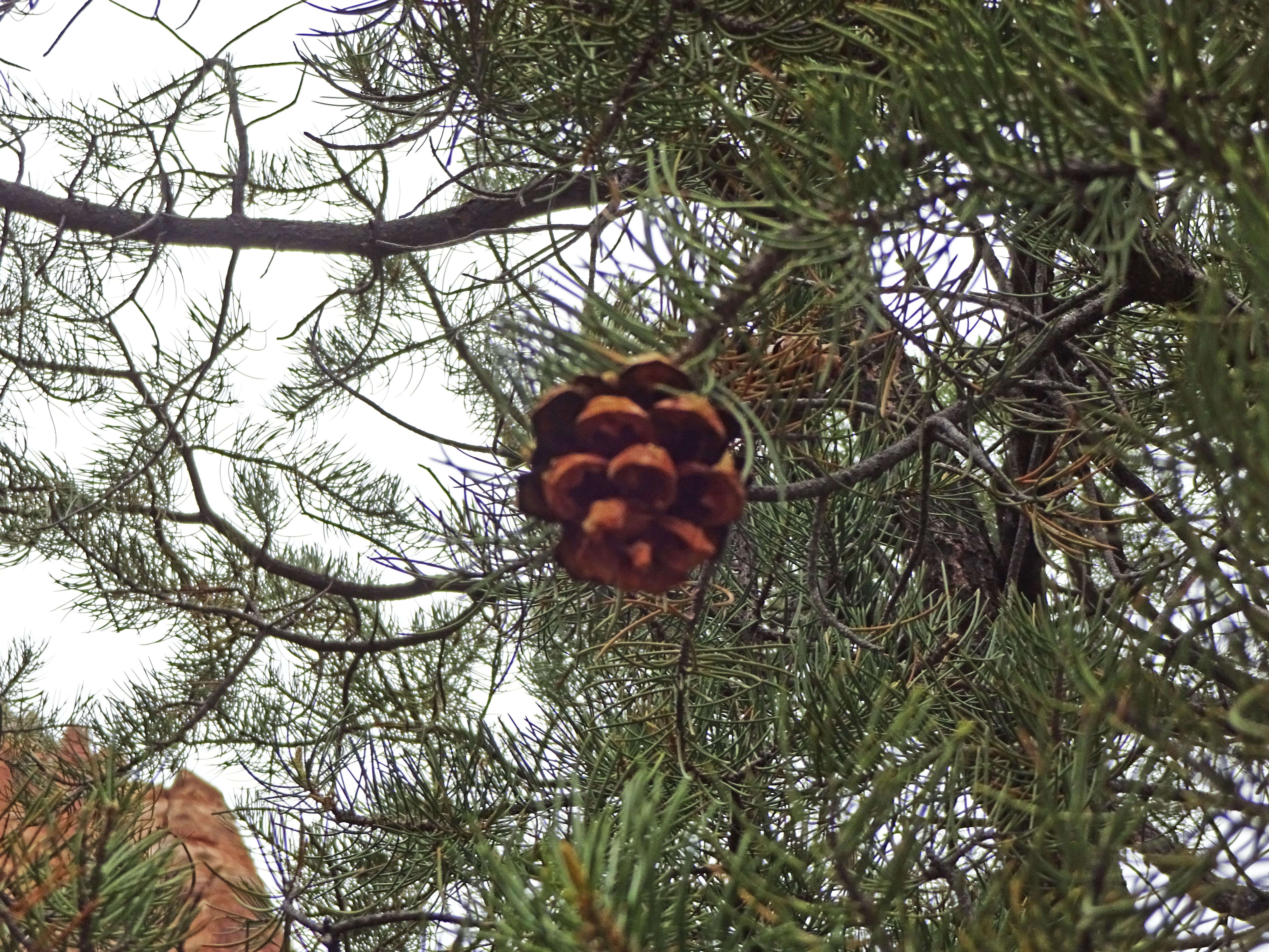 Image of singleleaf pinyon