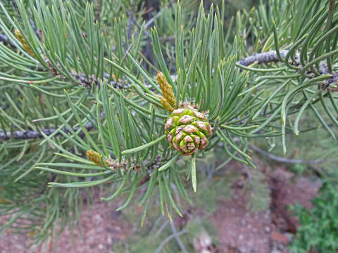 Image of singleleaf pinyon