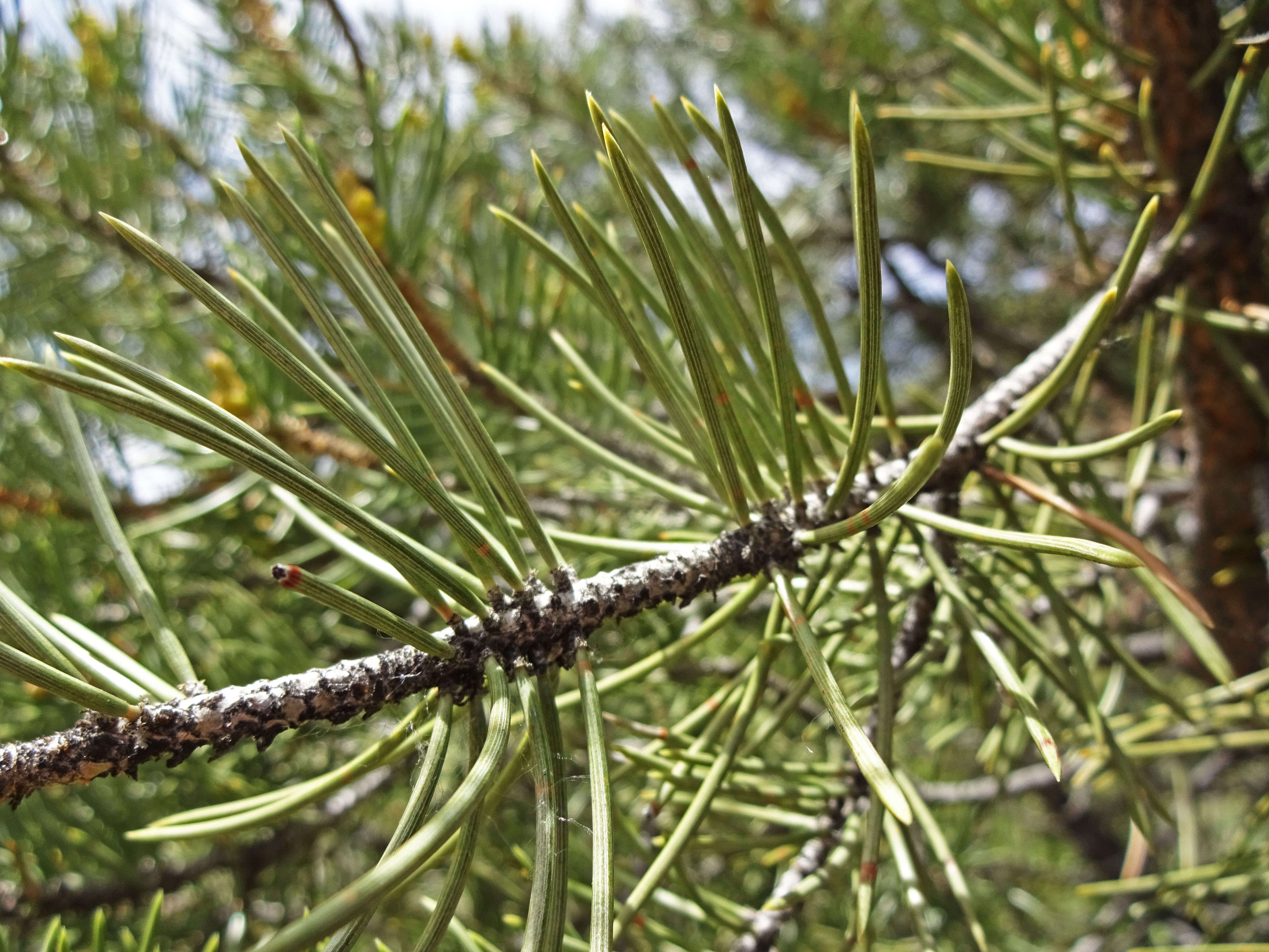 Image of singleleaf pinyon