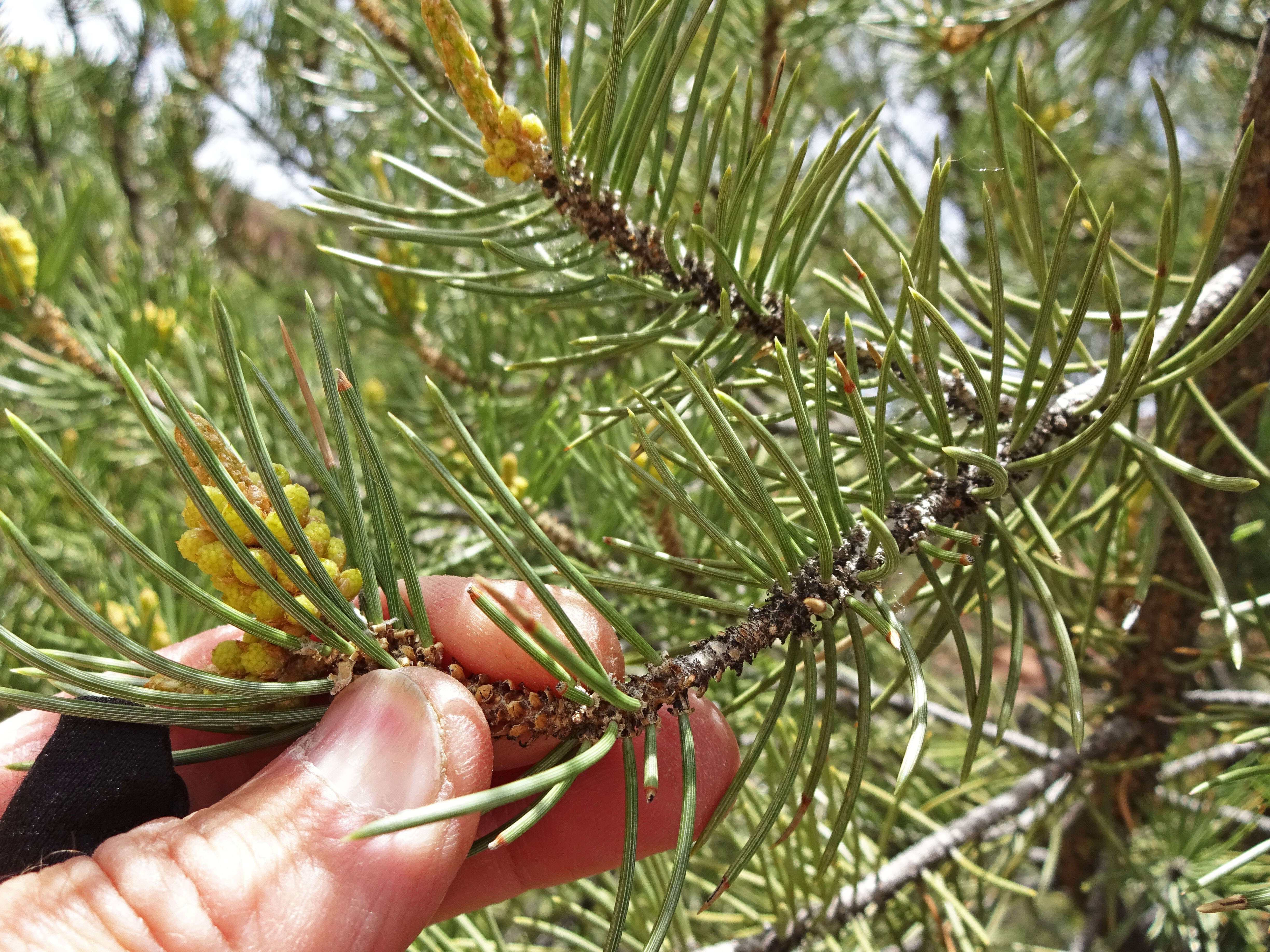 Image of singleleaf pinyon