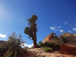 Image of Bigberry Juniper