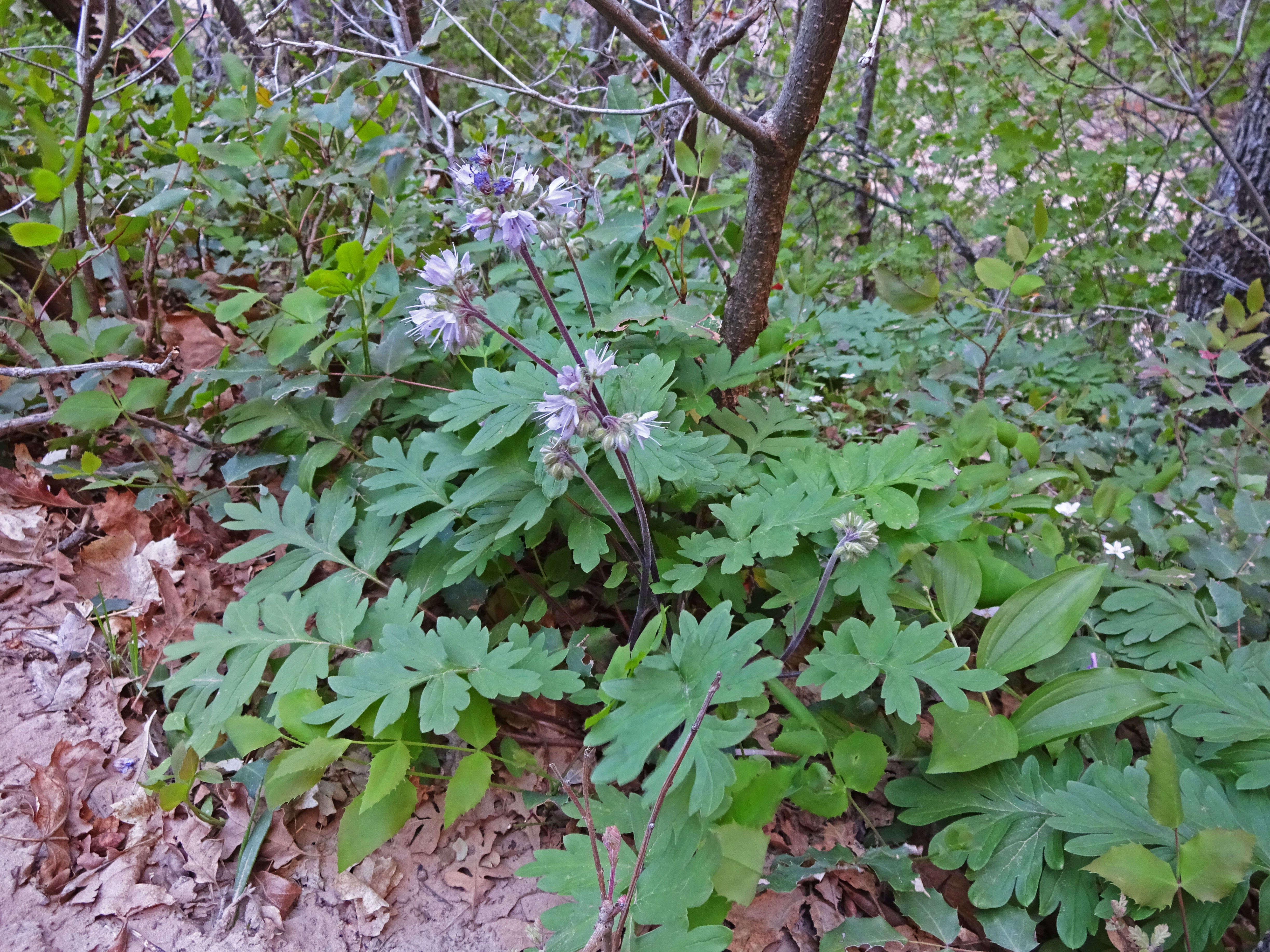 Image of western waterleaf