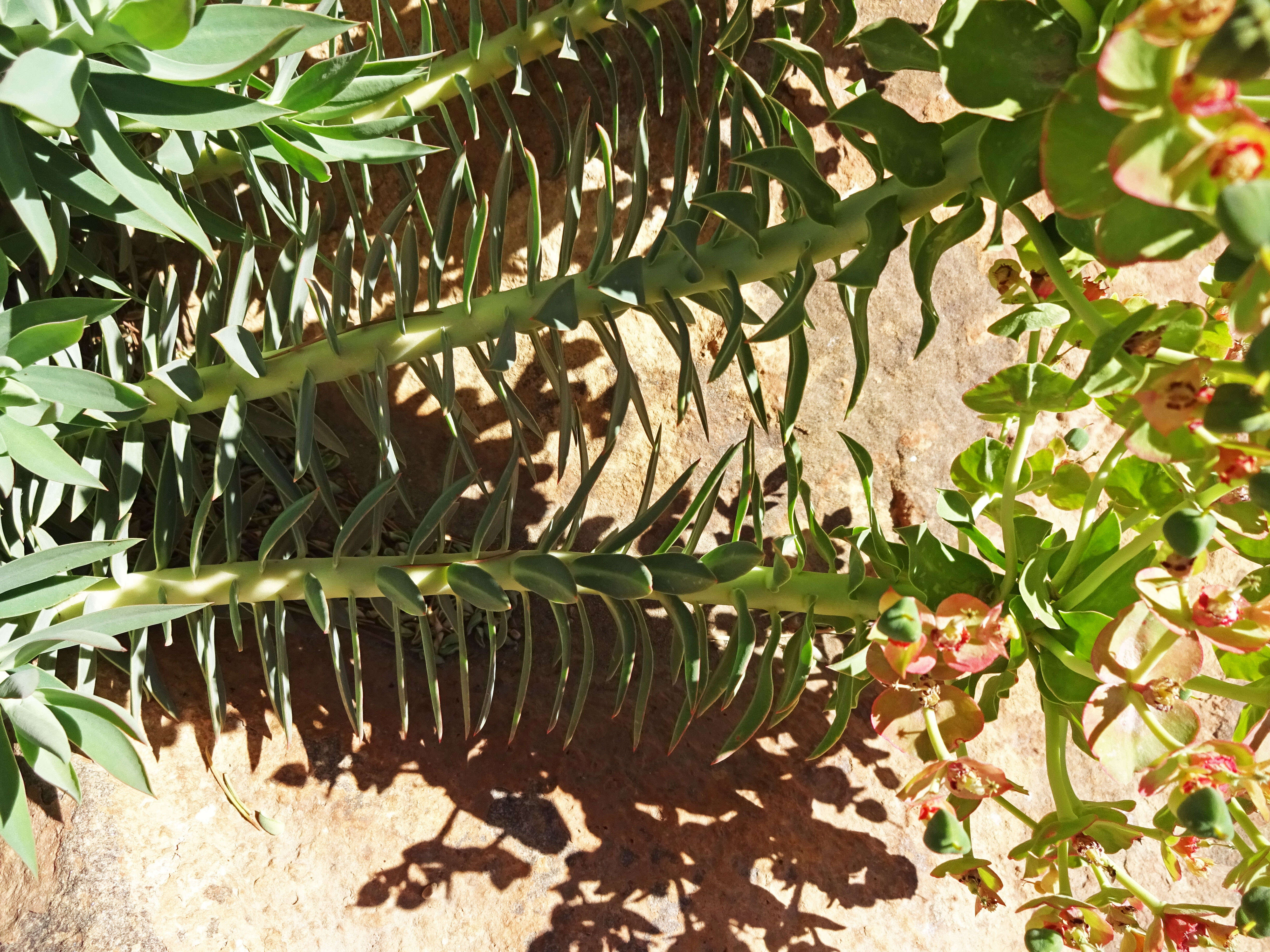 Image of upright myrtle spurge