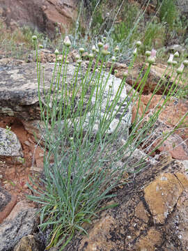 Image of Utah fleabane