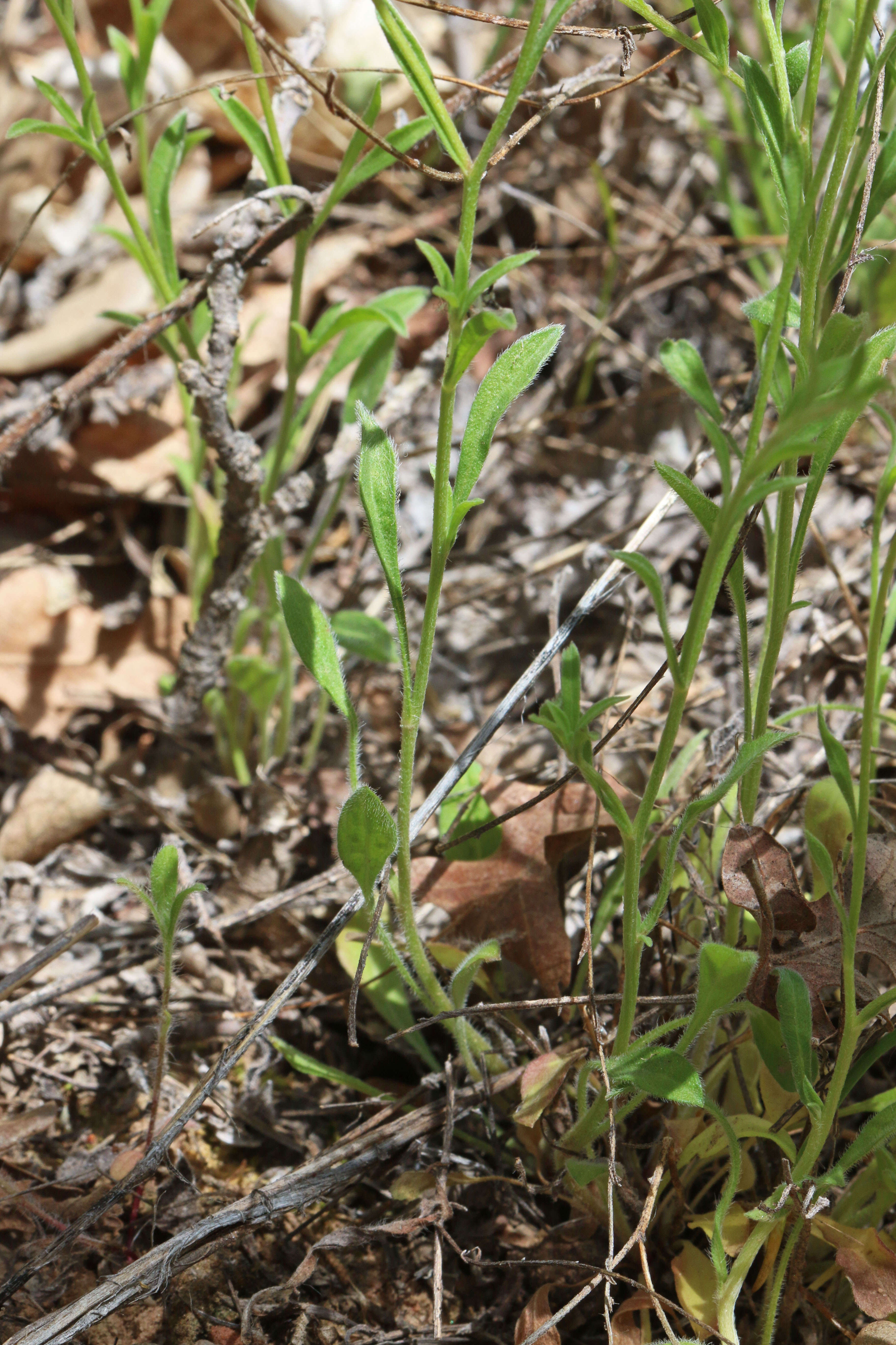 Слика од Erigeron sionis Cronq.