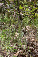 Image of Zion fleabane