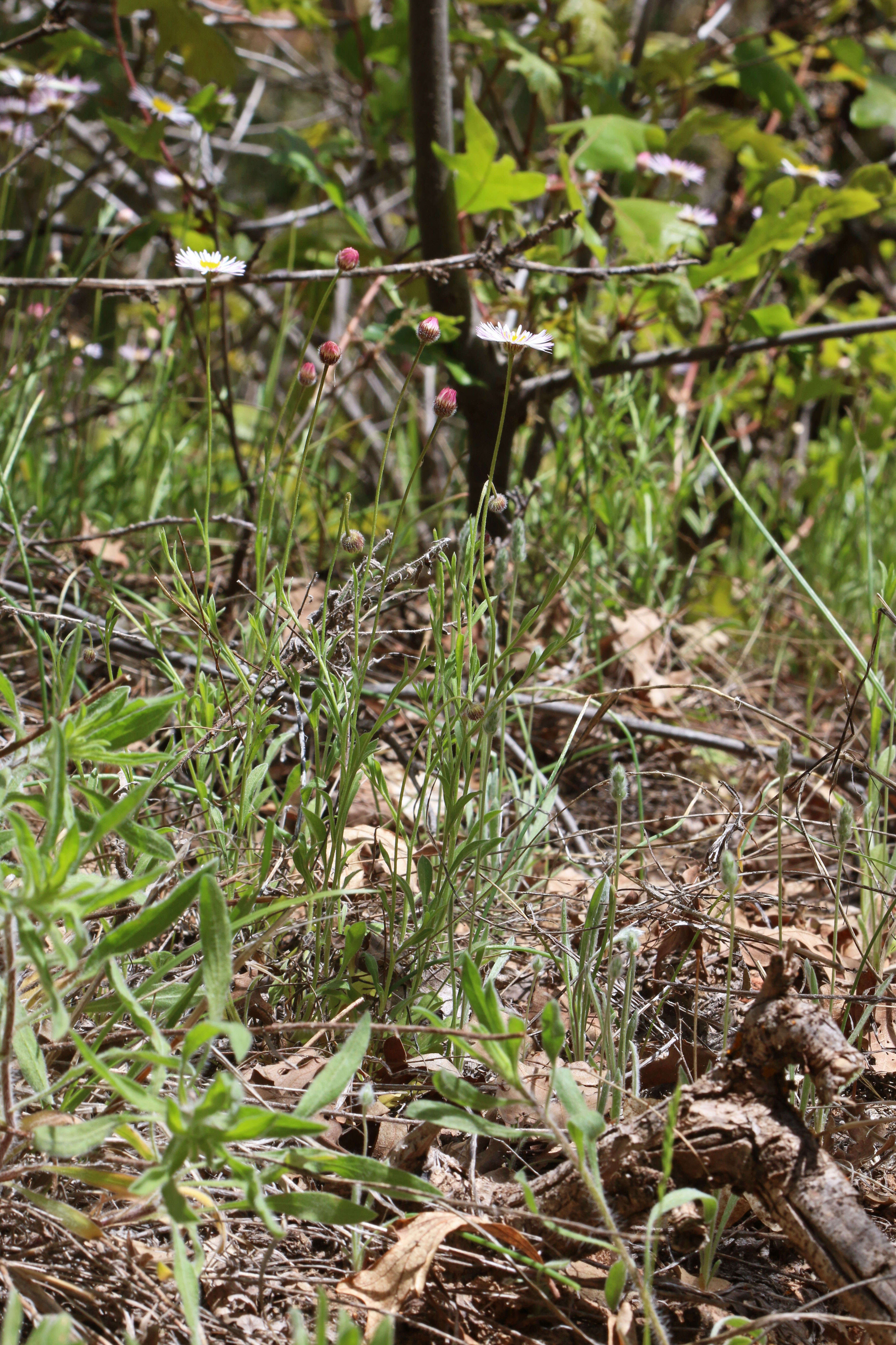 Слика од Erigeron sionis Cronq.