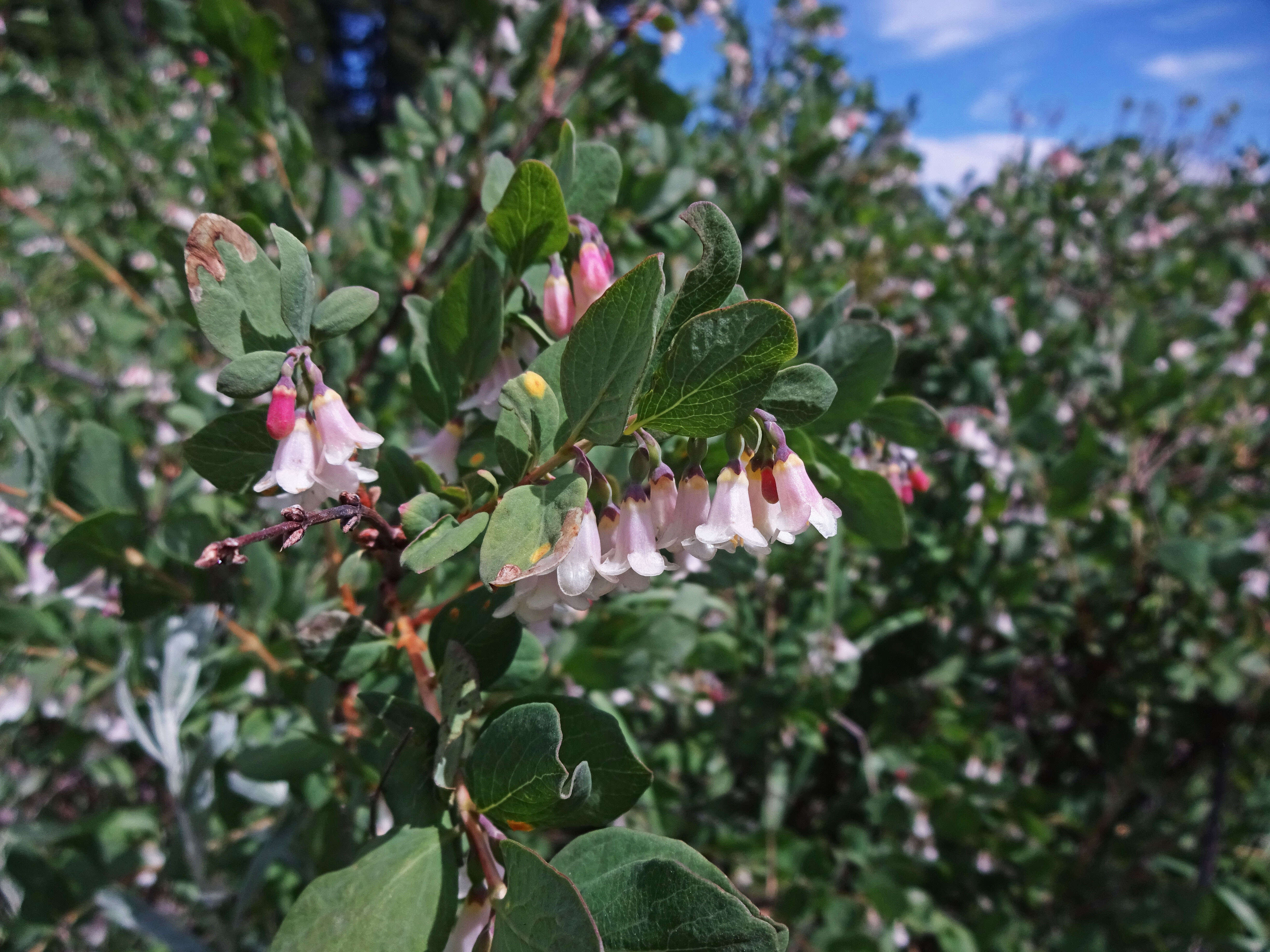 Image of mountain snowberry